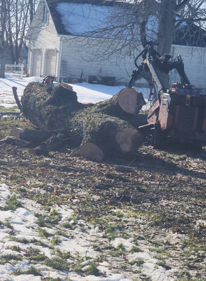 A Big Dogz crew removing a large mature tree from a Mahoning County yard, rigged down in sections beside the house.