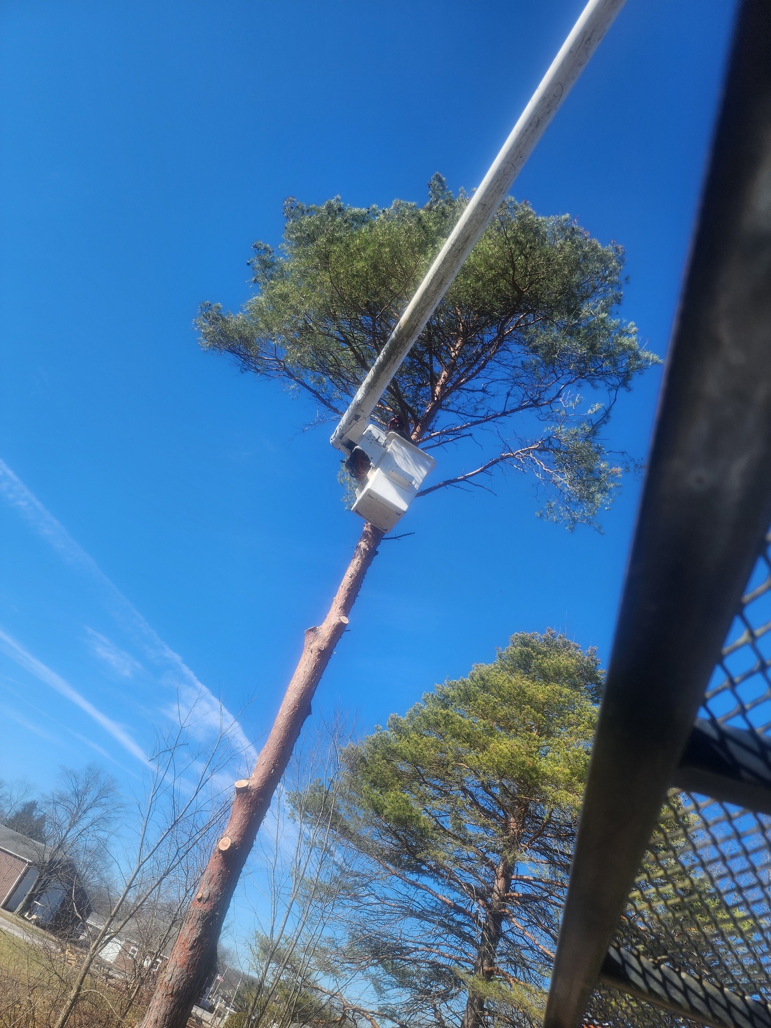 A Big Dogz Tree Service crew member working from the bucket truck on a tree in Northeast Ohio.