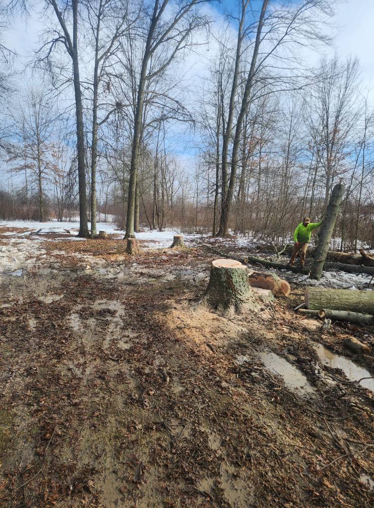 Dead ash tree being cut down on a rural Mecca Township lot by Big Dogz Tree Service.