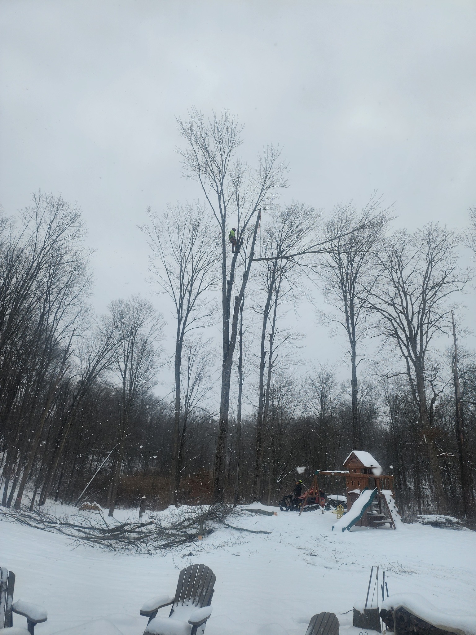 Tree Removal — Safe takedowns of dead, dying, or hazard trees — yard trees to whole-lot clearing.