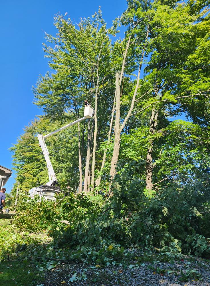 Trimming & Pruning — Crown thinning, deadwood removal, and shaping for tree health and clearance around homes and lines.